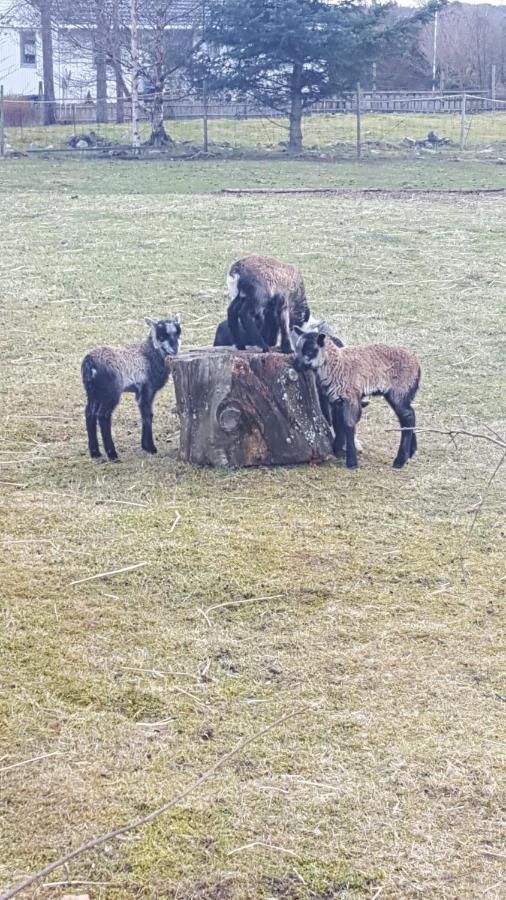 Kjorsvik Ovre Lägenhet Tornes Exteriör bild